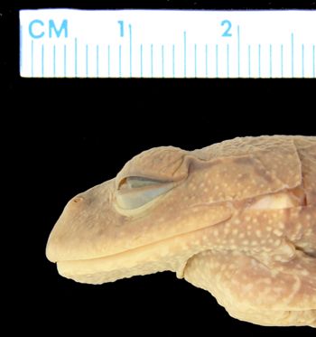 Media type: image; Herpetology A-28306